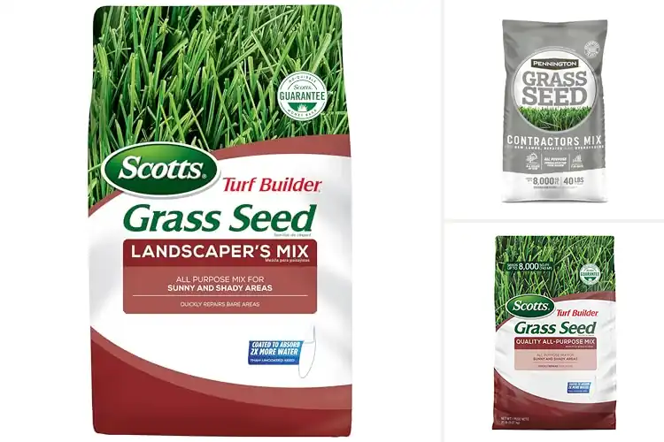 Detailed view of Best All-Purpose Grass Seeds For Northern Lawns