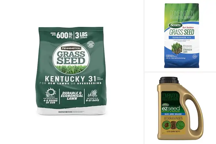 Detailed view of Best All-Purpose Grass Seeds for a Lush Lawn