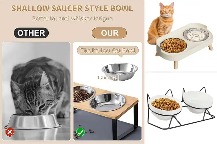 Detailed view of Best Cat Feeding Bowls