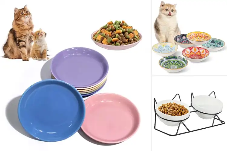 Detailed view of Best Ceramic Cat Bowls
