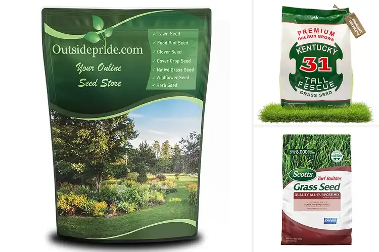 Detailed view of Best Coated Grass Seeds For Water Absorption