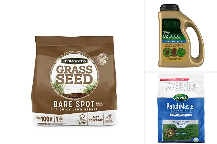 Detailed view of Best Grass Seeds For Bare Spots