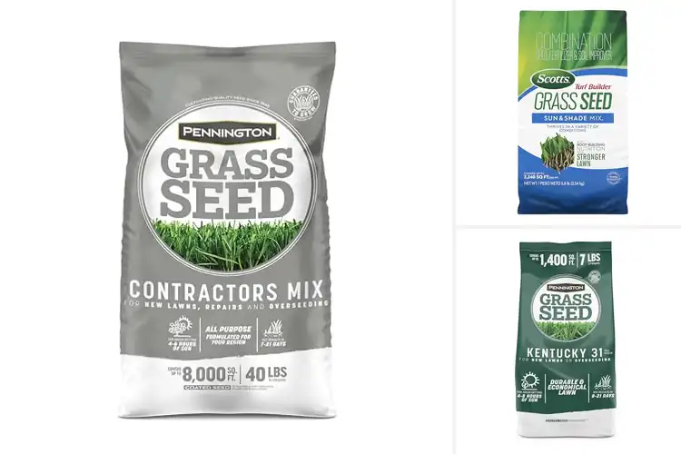 Detailed view of Best Grass Seeds For Northern Lawns