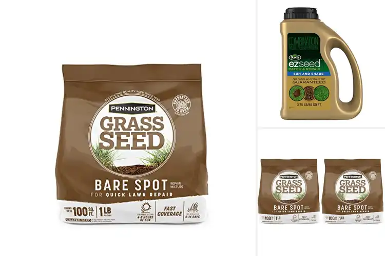 Detailed view of Best Grass Seeds For Repairing Bare Spots