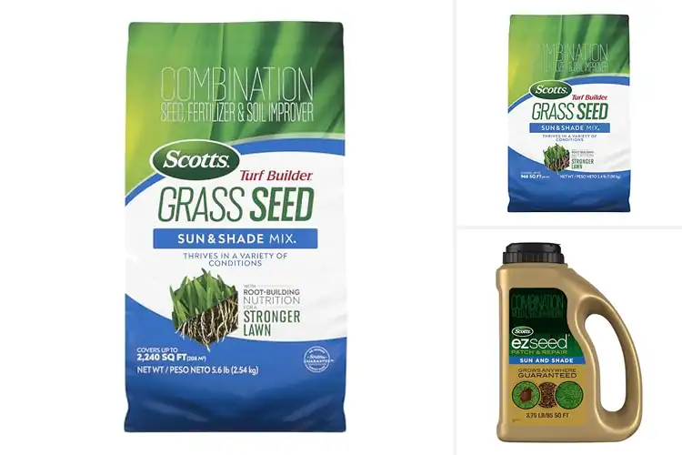 Detailed view of Best Grass Seeds For Sun And Shade