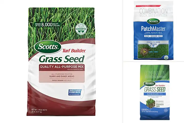 Detailed view of Best Grass Seeds For Sunny And Shady Areas