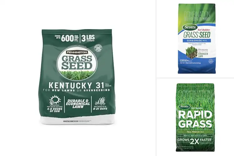 Detailed view of Best Grass Seeds for a Lush Lawn
