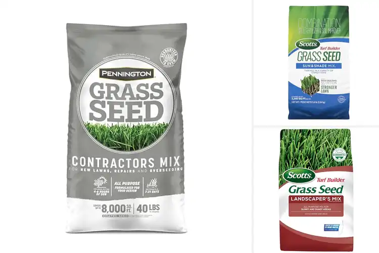 Detailed view of Best Northern Lawn Grass Seeds for a Lush, Green Yard