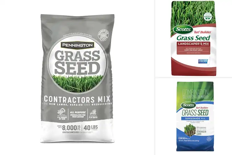 Detailed view of Best Northern Lawn Seeds