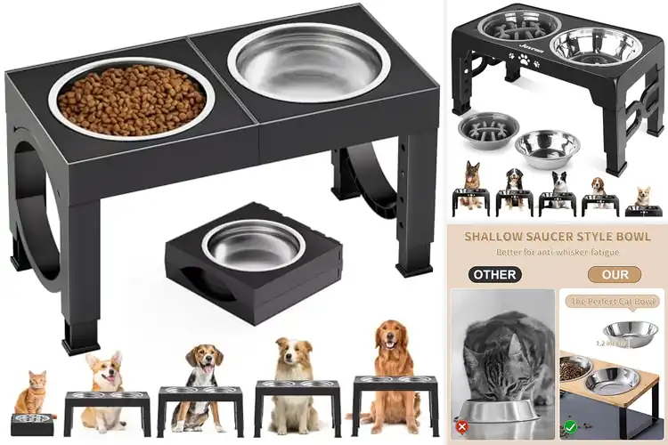 Detailed view of Best Raised Feeding Bowls: Top Picks for Healthier Mealtime