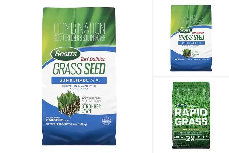 Detailed view of Best Turf Seeds: 10 Top Picks for a Lush, Healthy Lawn