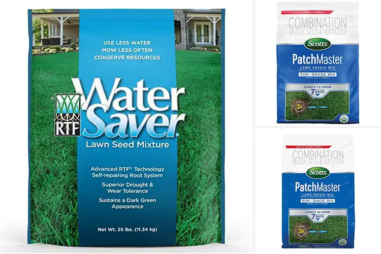 Detailed view of Best Water Absorbing Grass Seeds: Top Picks for a Lush Lawn